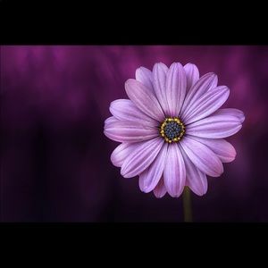 Meet your Posher, Mari